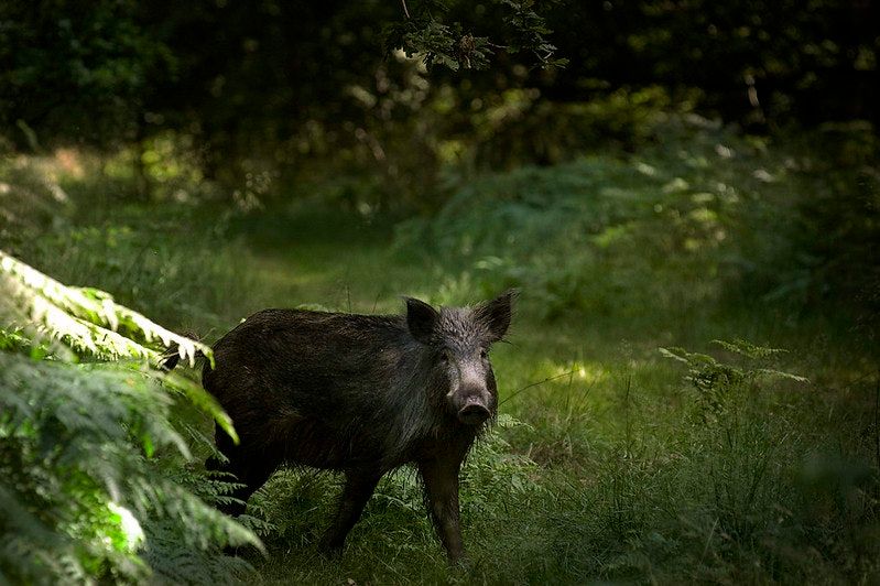 dark tourism forest of dean