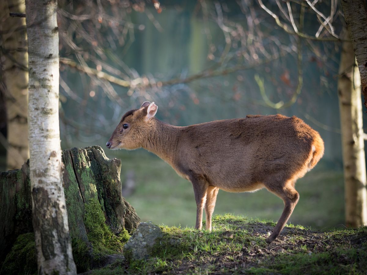 'You've got to be pretty ruthless' Why the future of nightingales