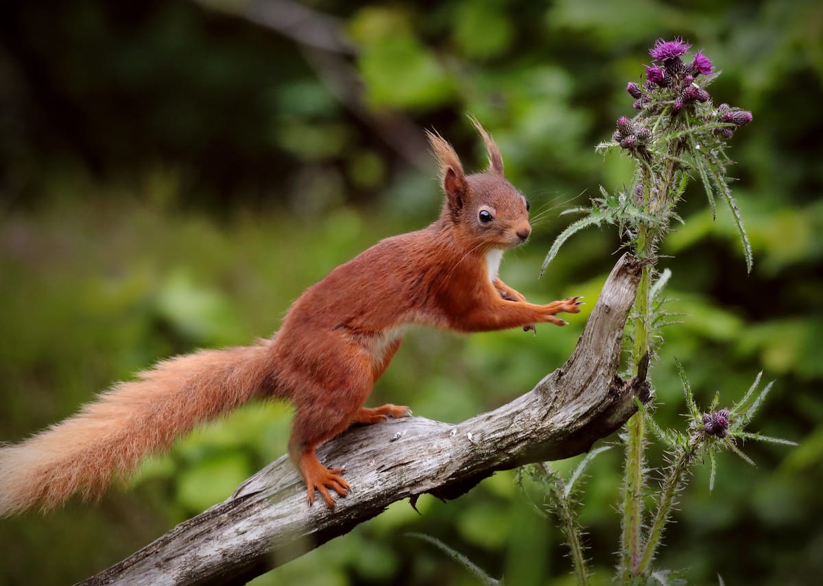 Scottish Rainforests & Leprosy Squirrels