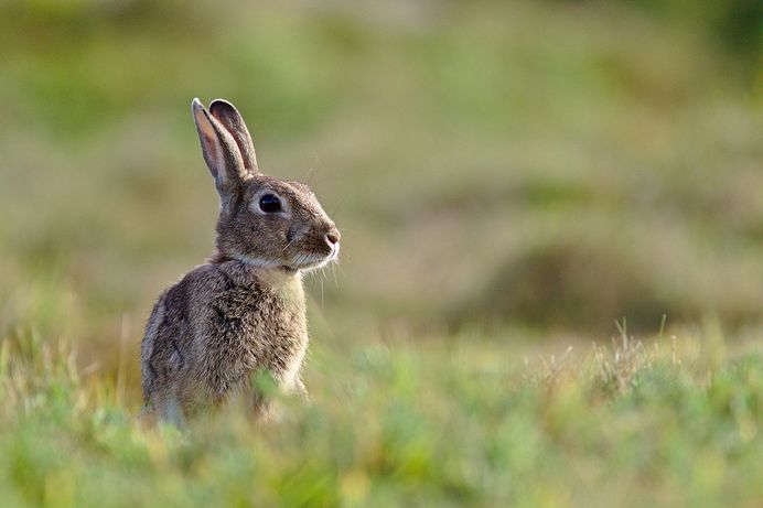 Woodland Disease & Rabbit Warrens